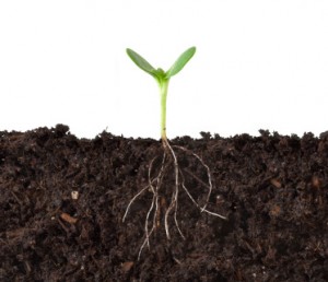 Time provides a process for natural lives to develop from a seed to maturity Time provides a process for natural lives to develop from a seed to maturity
